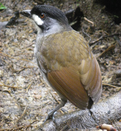 Jocotoco Antpitta birds of Ecuador